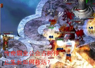 传奇霸业公会古树停止生长如何救活? 传奇霸业公会古树停止生长如何救活?